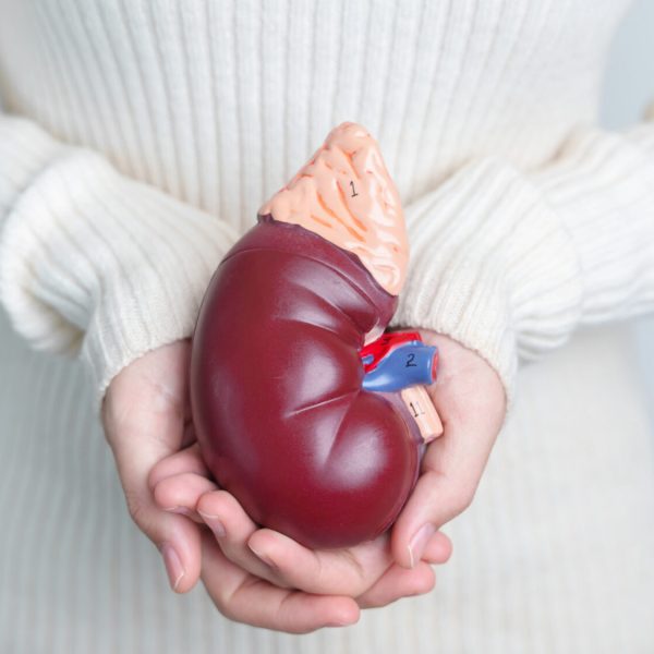 woman holding Anatomical human kidney Adrenal gland model. disea woman holding Anatomical human kidney Adrenal gland model. disease of Urinary system and Stones, Cancer, world kidney day, Chronic kidney and Organ Donor Day concept
